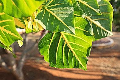 《十字军之王3》DLC要大涨价 P社称是为了反映整体价值